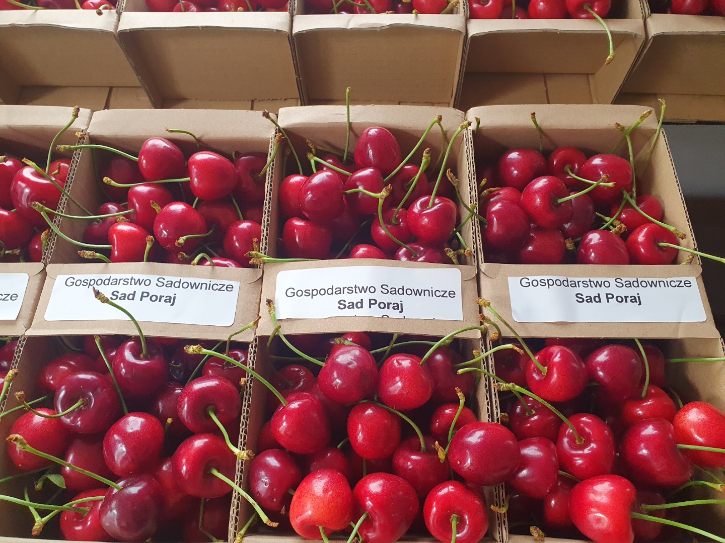 Cerezas polacas Carmen, recién cogidas del árbol: ¡frescas, dulces y del agricultor! Te invitamos a comprar jugosas cerezas polacas, recolectadas a mano justo