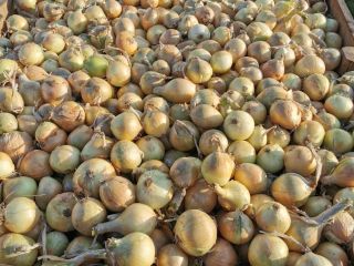 Venta de cebollas clasificadas 5-7, 5-8, 7+. Producto polaco,