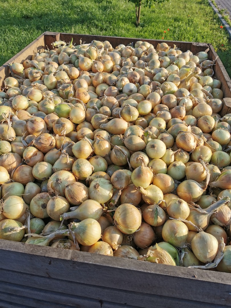 Venta de cebollas clasificadas 5-7, 5-8, 7+