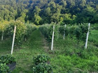Vendo moras Chester - orgánicas - (sin tratamiento aplicado