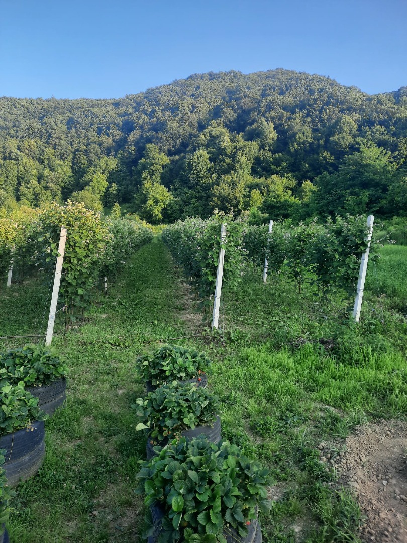 Vendo moras Chester - orgánicas - (sin tratamiento aplicado - excepto estiércol y agua), cosecha a partir del 15 de julio, máximo 100 kg/día, en
