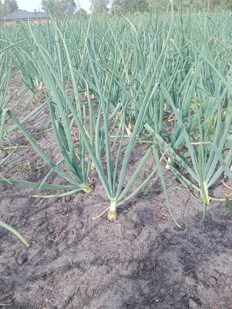 Vendo cebollino con cebolla, tel