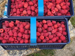 Venta de frambuesas • Variedad: Przehyba, Glen • Envase: