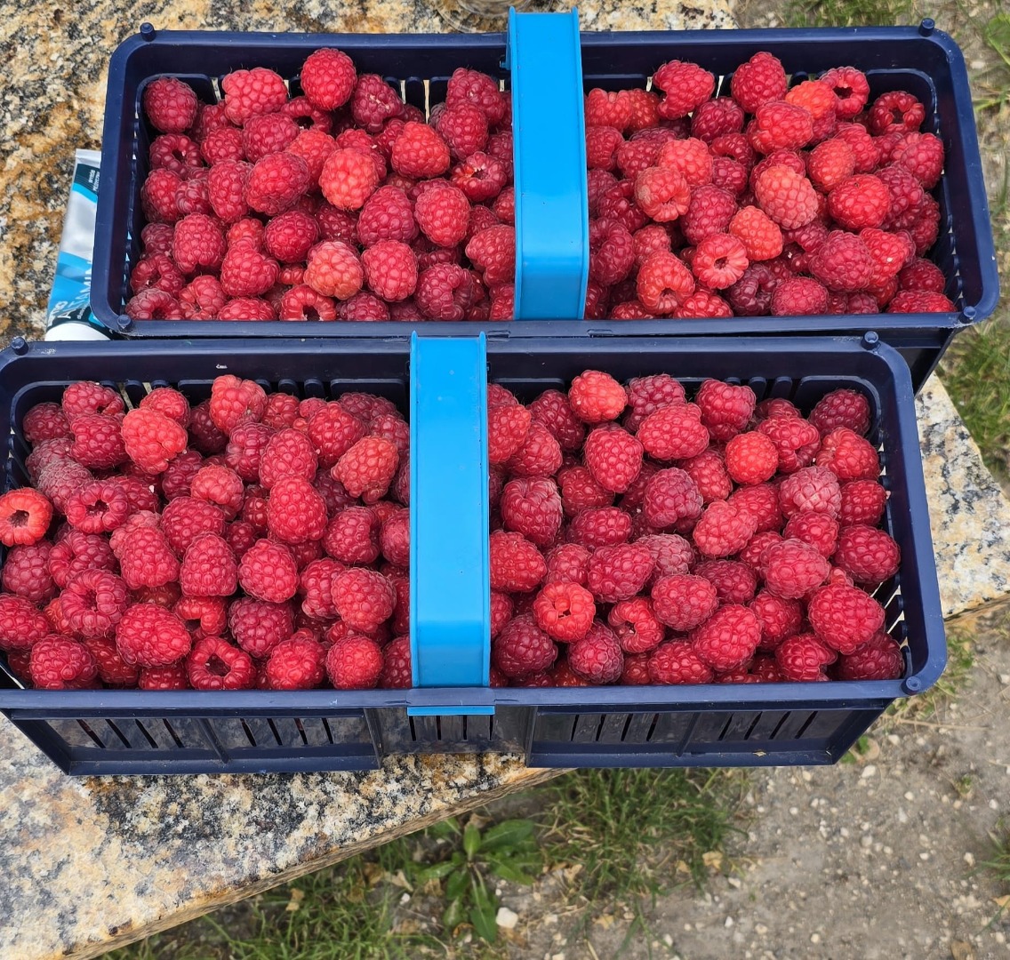 Venta de frambuesas • Variedad: Przehyba, Glen • Envase: 500 g • Recogida: Sandomierz (posibilidad de entrega hasta 30 km) • Precio a convenir por teléfono