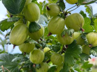 ⸻ Grosellas White Triumf: ¡cosecha fresca! Ofrecemos grosellas de