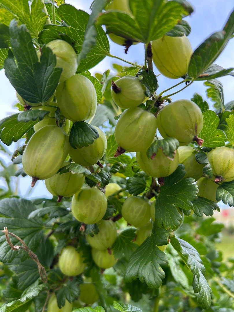 ⸻ Grosellas White Triumf: ¡cosecha fresca! Ofrecemos grosellas de la variedad White Triumf: dulces, jugosas, ideales para consumo directo, conservas y