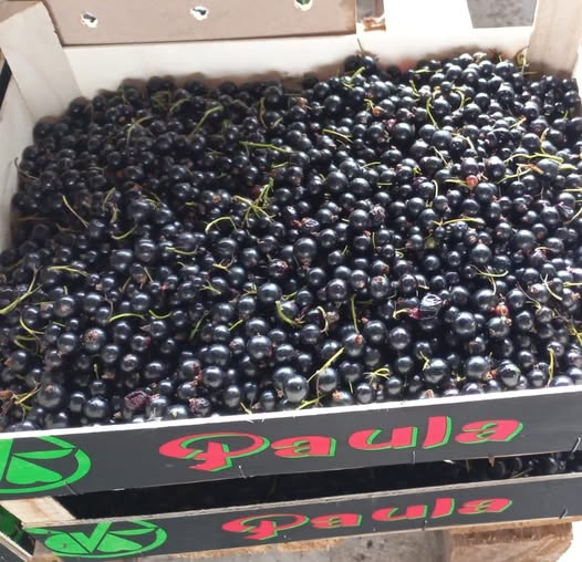 Granja familiar en la fértil región suroeste de Polonia Más de 17 años de experiencia en la producción de grosellas negras frescas Enfoque en la calidad de la