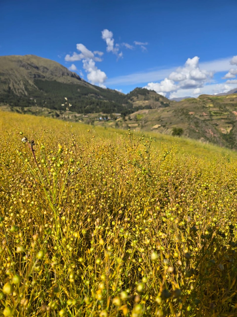 Linaza orgánica disponible 500 kg