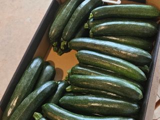 Vendo calabacín Rhodos Zefiros Cora. Para mercado o industria,