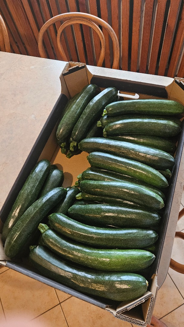 Vendo calabacín Rhodos Zefiros Cora