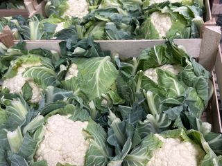 Estableceré cooperación con compradores de Rumania y Hungría. Coliflores