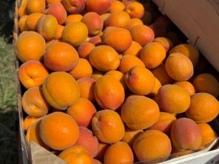 SRL Ciumașu Fruits Trade vende albaricoques de la variedad