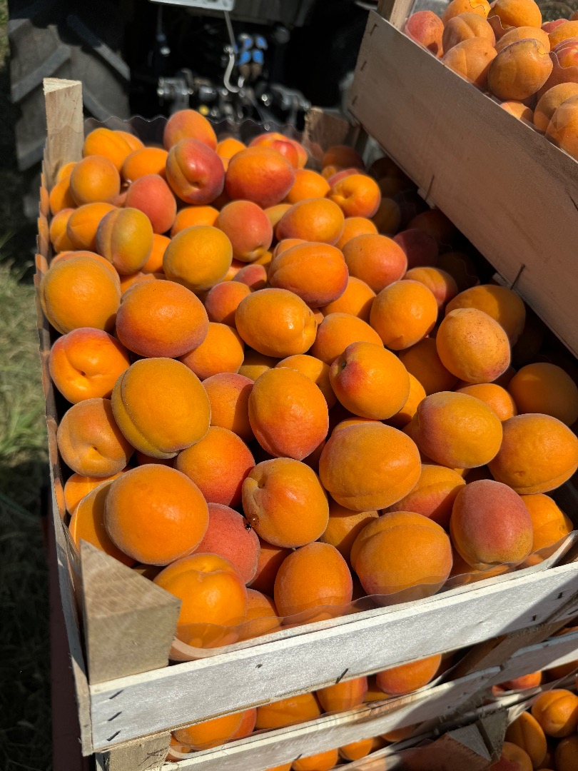 SRL Ciumașu Fruits Trade vende albaricoques de la variedad Kioto y piñas en grandes cantidades