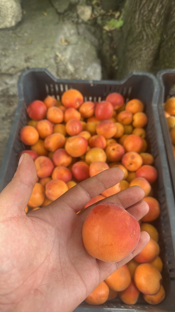 Me gustaría comprar de 5 a 10 toneladas de melocotones amarillos por semana