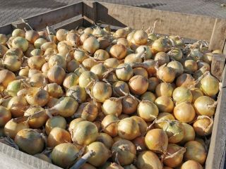 Vendo cebollas polacas en bolsa, amarillas y rojas. Cebollas