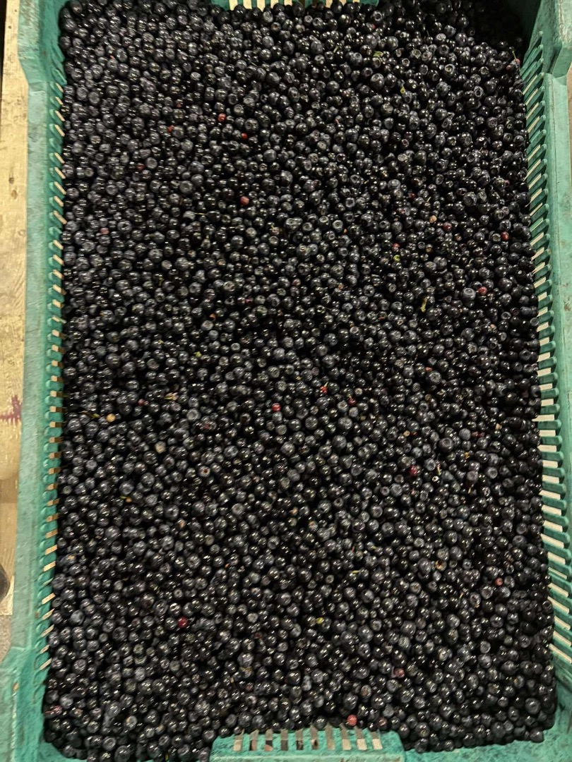 Venderé bayas frescas polacas en toneladas