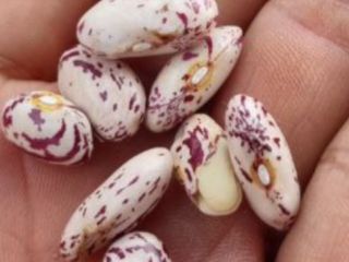 Hay cerezas frescas ecológicas jugosas Precio con entrega Disponibles