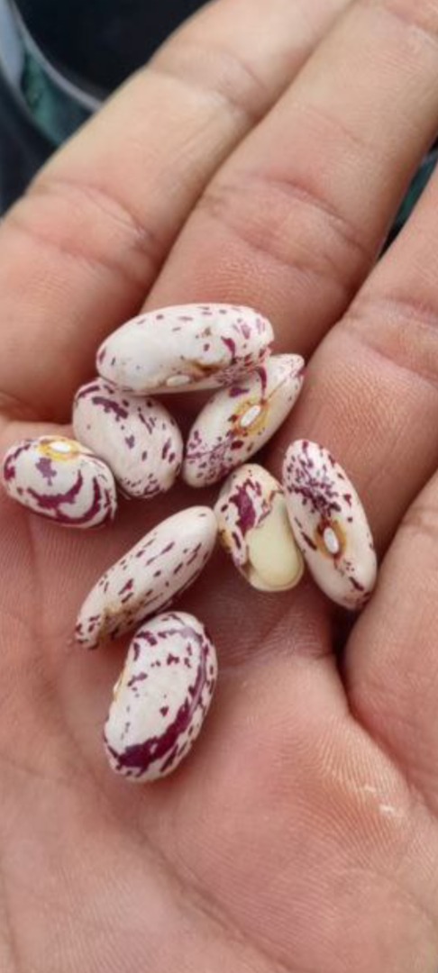 Hay cerezas frescas ecológicas jugosas Precio con entrega Disponibles 5 camiones de 22 toneladas Disponibles para envío 100 toneladas Si alguien está