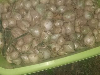 Vendo cebollas pequeñas, perfectas para encurtir.
