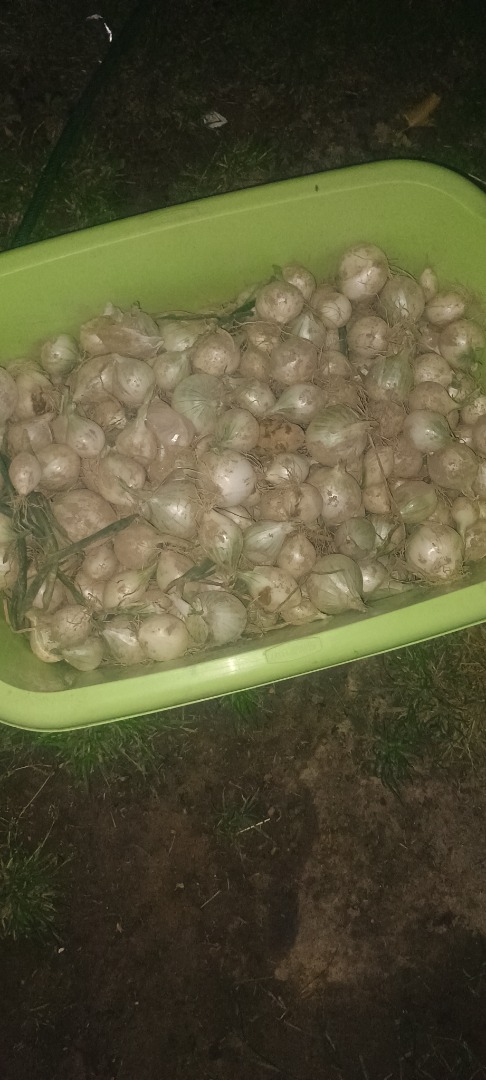 Vendo cebollas pequeñas, perfectas para encurtir