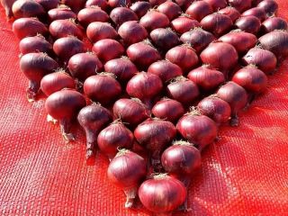 MS para Exportación y Suministros Generales Especificación del Producto