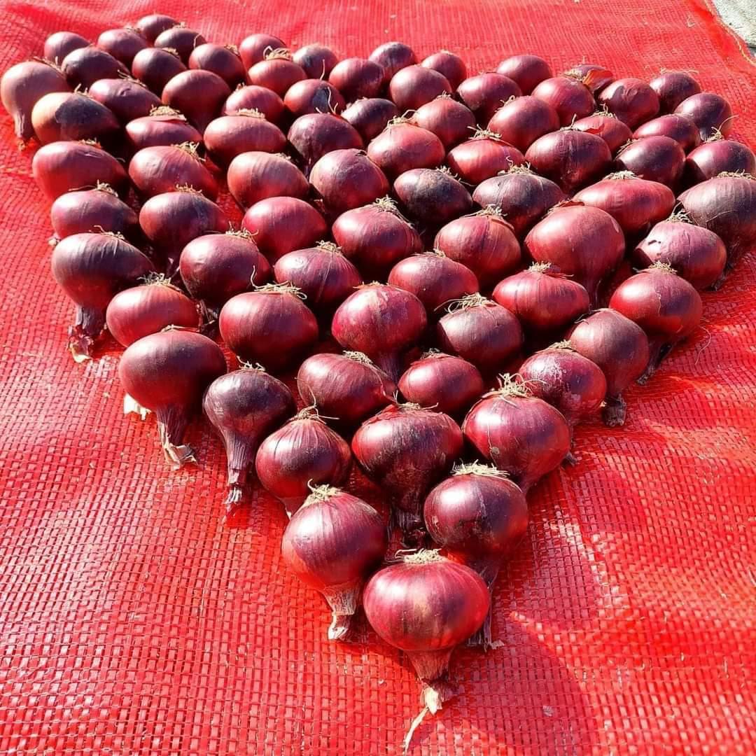 MS para Exportación y Suministros Generales Especificación del Producto - Cebolla Fresca Nombre del Producto: Cebolla Fresca Variedades: Cebolla Roja / Cebolla