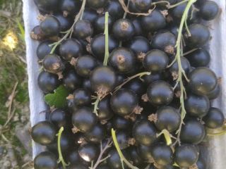 Venderé grosellas negras recogidas a mano.