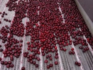 Ofrecemos cerezas congeladas con hueso de alta calidad, producidas