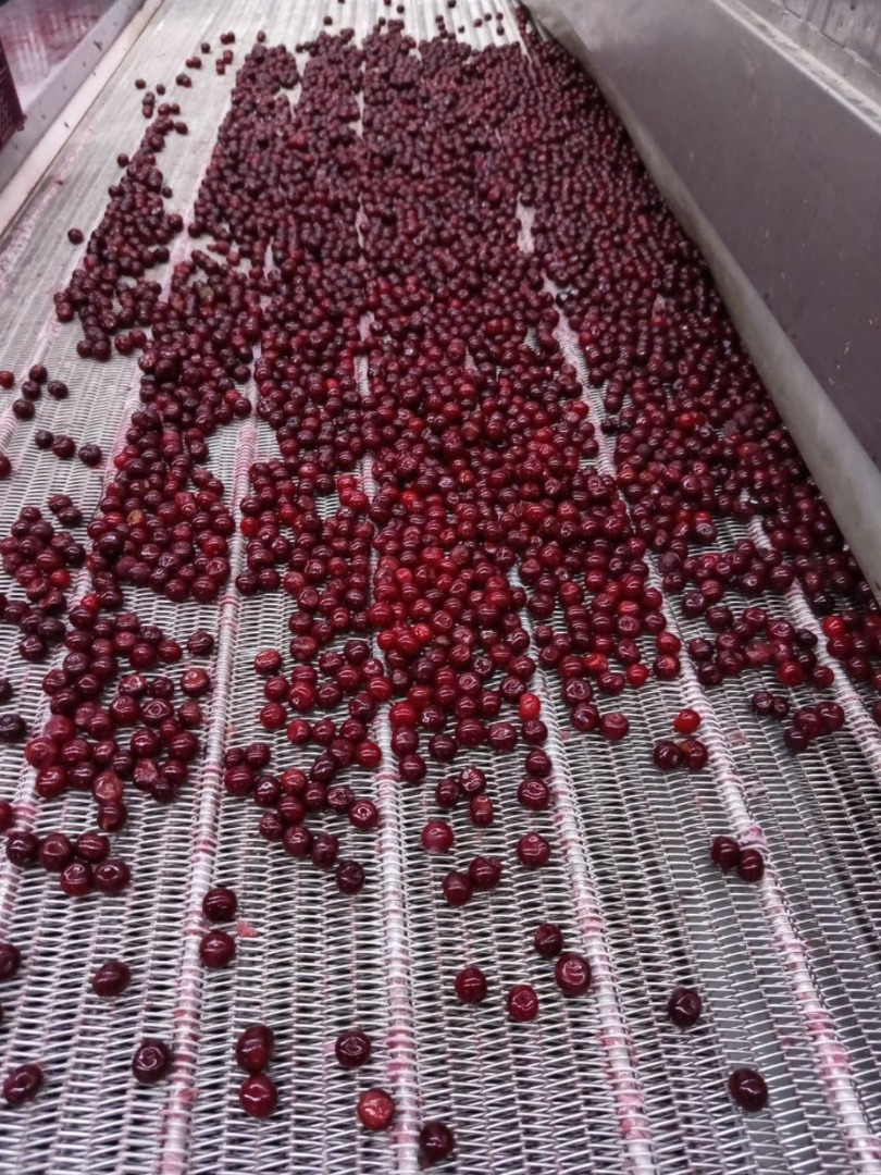 Ofrecemos cerezas congeladas con hueso de alta calidad, producidas en regiones ecológicamente limpias de Uzbekistán