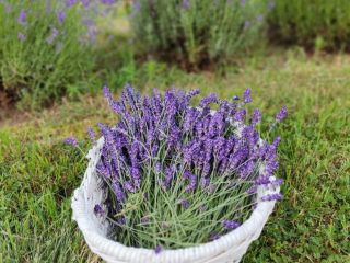 Lavanda cortada de cultivo natural, tanto de hoja estrecha