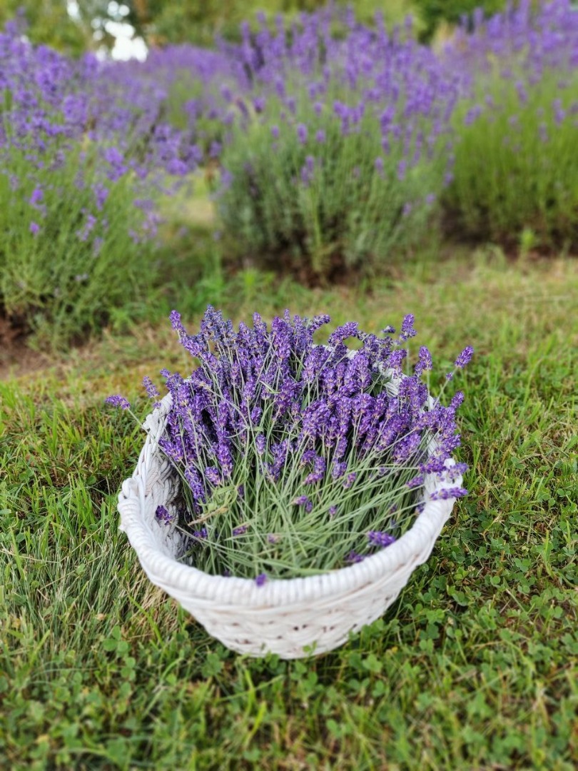 Lavanda cortada de cultivo natural, tanto de hoja estrecha como decorativa, ideal para plantas secas y ramos