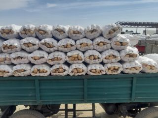 La cooperativa agrícola vende papas blancas nuevas rumanas de