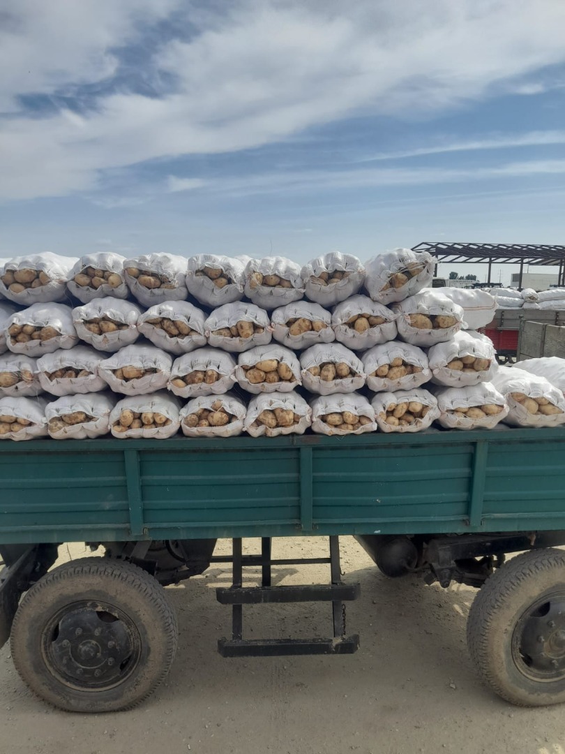La cooperativa agrícola vende papas blancas nuevas rumanas de la región de Lunguletu, de primera calidad
