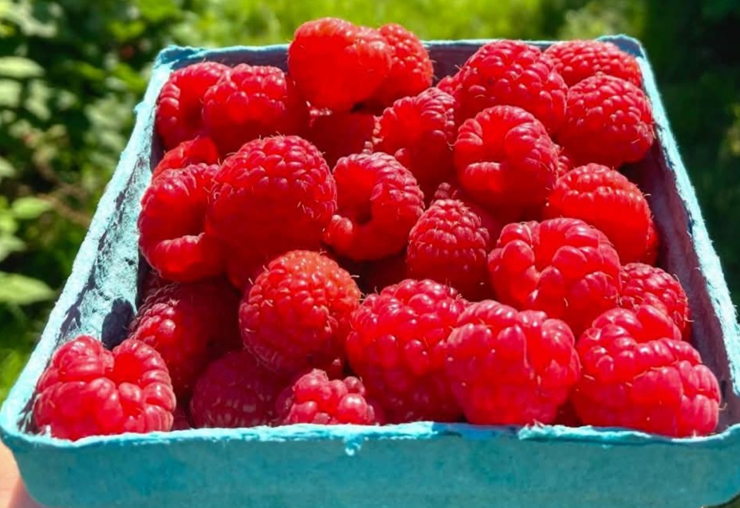 Compra de frambuesas y guindas congeladas sin hueso