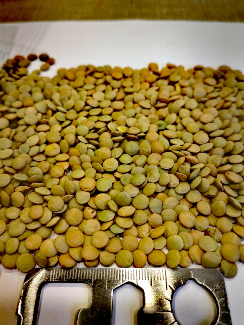 Lentejas verdes canadienses, de producción propia