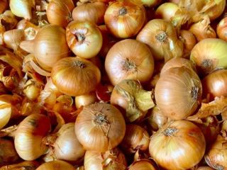 Cebolla plana, cultivo propio 2025