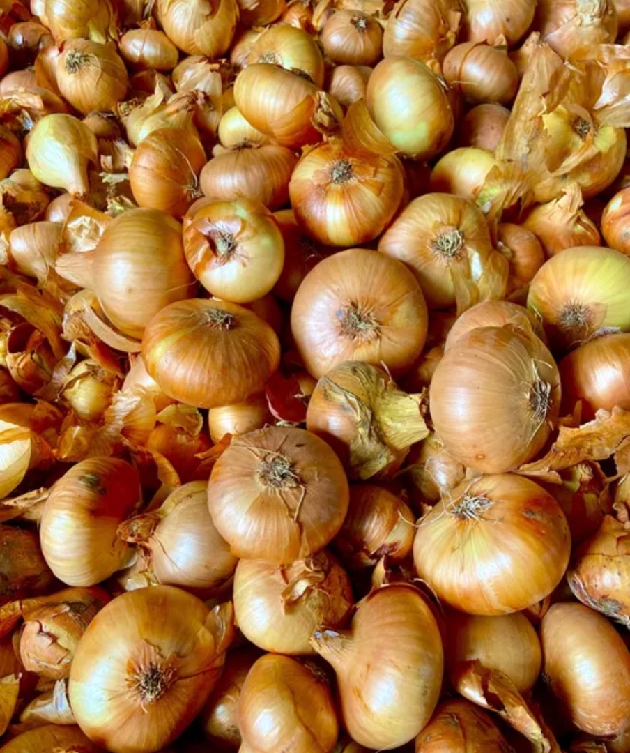 Cebolla plana, cultivo propio 2025
