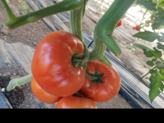 Vendo tomates frescos y sabrosos del sol, recogidos al