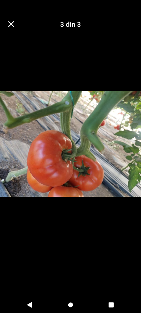 Vendo tomates frescos y sabrosos del sol, recogidos al momento en mi propio jardín, 9 lei por kg en la comuna de Viziru, condado de Brăila [teléfono]