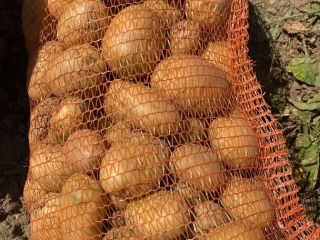 El productor ofrece patatas blancas en grandes cantidades. Calibre