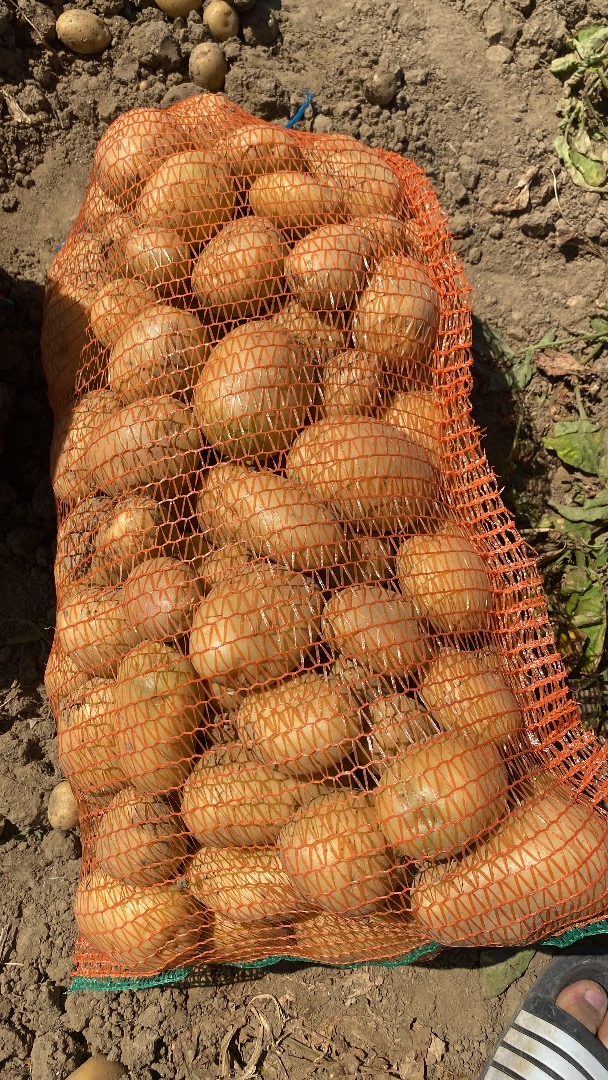 El productor ofrece patatas blancas en grandes cantidades