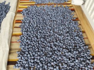 Hola, vendo arándanos de mi propia plantación. Son muy