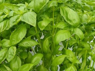 Venderé albahaca fresca a granel 50-200 kg.