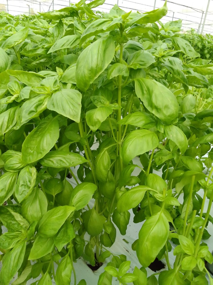 Venderé albahaca fresca a granel 50-200 kg