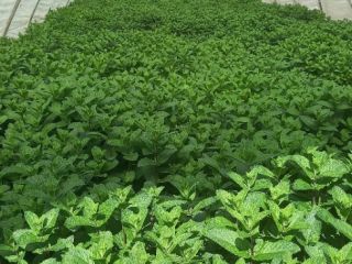 ¡Cultivo de menta holandesa de alta calidad en zonas
