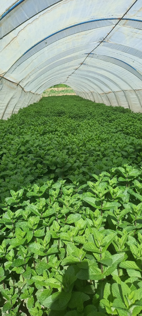 ¡Cultivo de menta holandesa de alta calidad en zonas protegidas!