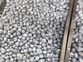 Arándanos americanos en venta. De 1 a 5 toneladas.