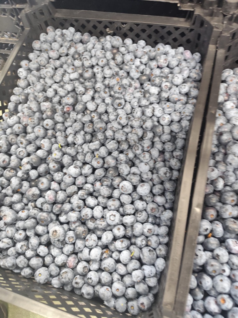 Arándanos americanos en venta