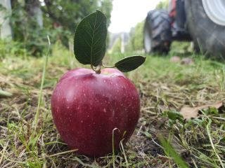 manzanas orgánicas de buena calidad