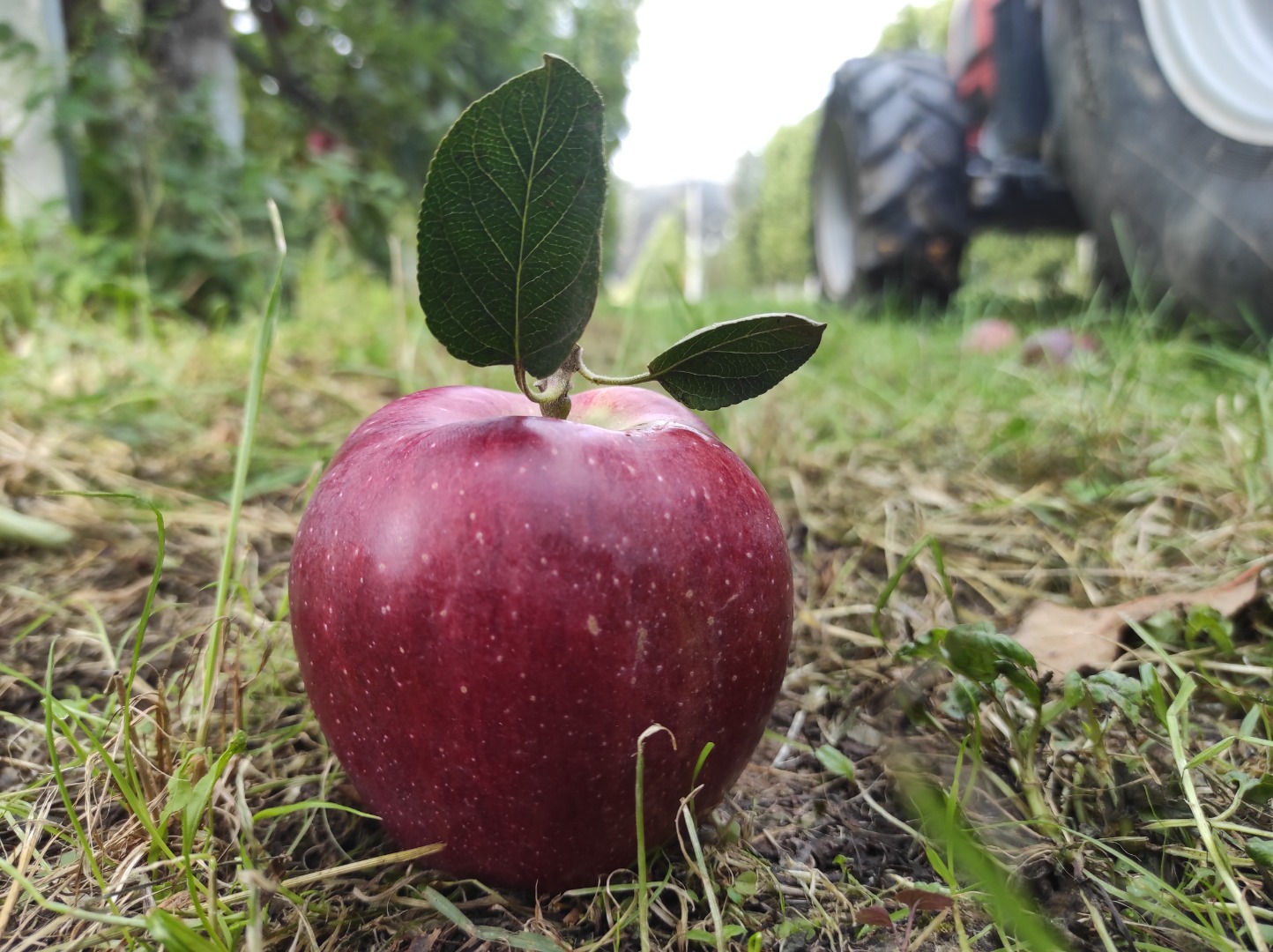 manzanas orgánicas de buena calidad